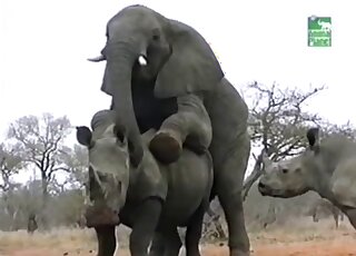 Elephante Porn