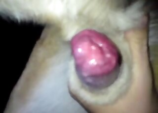 Dog's yummy spunk getting showcased here