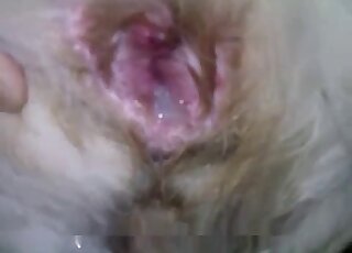 Pup ass screwed hard in the doggystyle position
