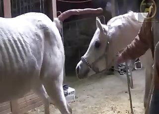 Two animals going at it in a hardcore porn vid