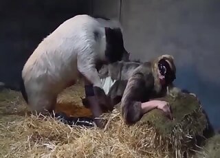 Pig uses its corkscrew cock to fuck a tight twat