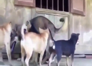 Dog fucking with sexy, horny animals outdoors