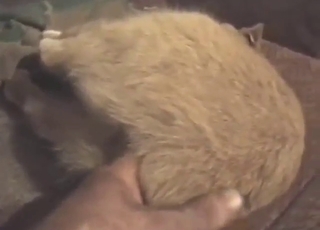 Cat-themed zoo porn with HARD anal fingering