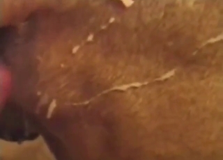 Animale con la figa che trasuda viene scopato più a fondo