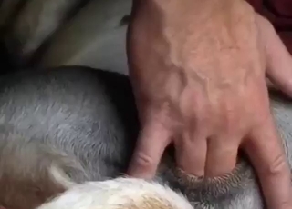 Dog with a wet hole is going to take that dick