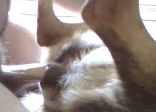 Dog's fuckhole gets explored by a zoophile stud