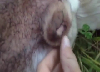 Tight asshole animal gets fingered in POV