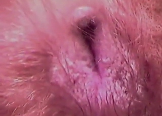 Bestiality porn showing an animal creampied