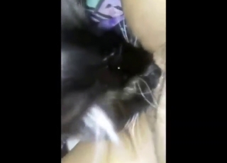 Kitty licks pussy in a close-up porn movie