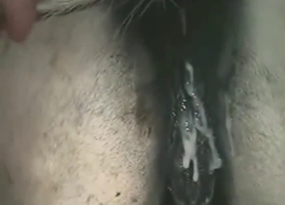 Pretty hard and pretty hot mare pussy fuck