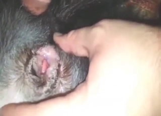 Hole of a dog is getting fucked by a hot dude