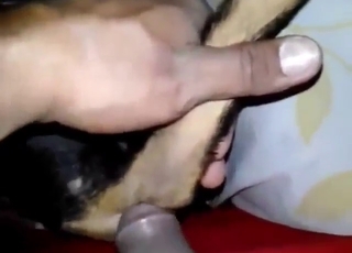 POV में एक विनम्र जानवर के लिए कॉक फ़क