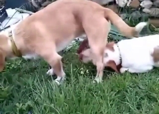 Dog shows how it can suck dick with confidence