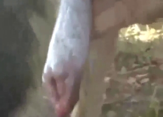 Zoo sex with handjobs, moaning, and then some