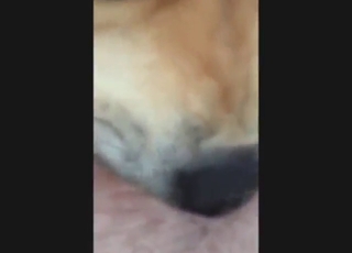 Hot and horny animal gets banged hard in POV