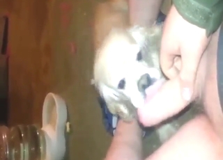 Hot and kinky sex scene with a dog sucking
