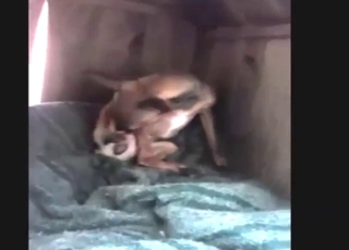 Big cock of a Chihuahua pleased by the beast