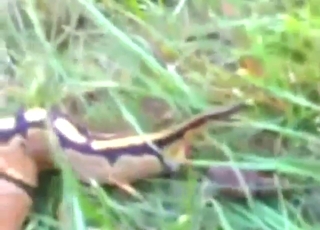 Python poop video for all the scat folks out there