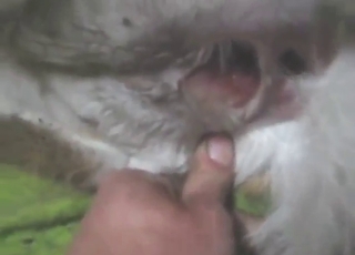 Zoo XXX with a sexy beast that gets gaped