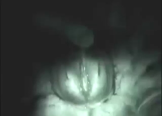 Azione notturna con un animale sexy DA VICINO