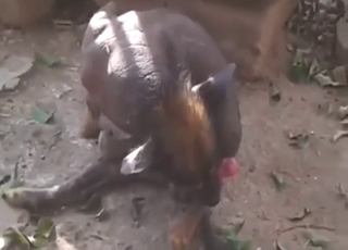 Beasts showing their hard dicks and then some