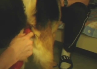 Horny teen dog gets its asshole toy-fucked