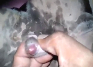 رجل يمارس العادة السرية مع كلبه لإسعاده حتى يصل إلى النشوة