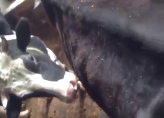 Cow is going to get fucked deep, it's pretty crazy