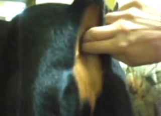 Fingering with anal and moaning with a sexy dog