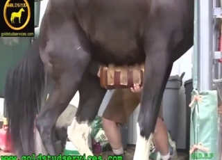 Horúce zosobášenie porno s dobre obesaným zvieraťom