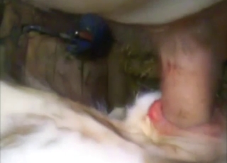 Hot animal takes dick: cow in zoophile porn