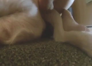 Anal on the floor with a sexy Labrador doggo