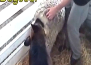 Pôsobivé kurva pre psa, ktorý kurva iné zvieratá