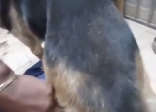 Sexed-up doggo is going to take his peen inside