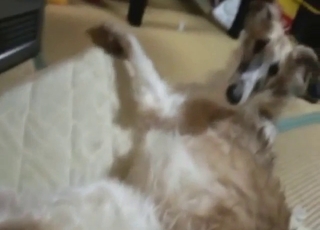 Dog loves fingering, dog loves getting fingered