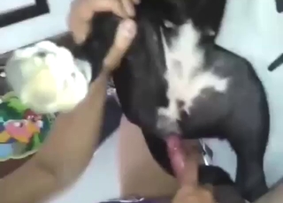 Dude has a dog moaning under his meaty dong