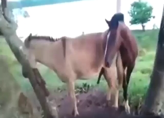 Stallion shows its hard cock during donkey gape