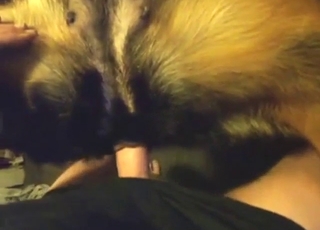 POV fuck with a dog taking it in missionary