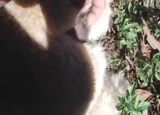 Horny alpaca is about to get fingered hard