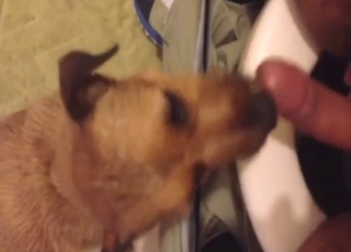 Dog sucks him off on the toilet and he loves it