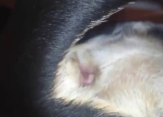 Close-up animal fuck with a slutty beast on edge