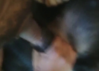 Chlap sa hrá s predkožkou zvieraťa a ešte viac