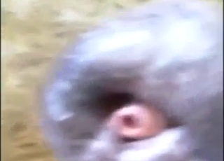 POV horse handjob with a sexy animal outside