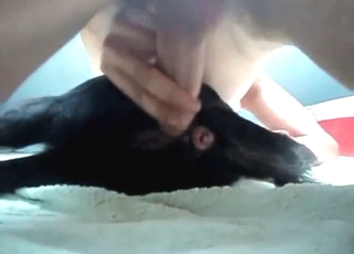 Čierne zvieracie kurva a orgazmus s zadkom