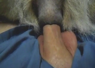 Zoomed-in bestiality sex with top penetration