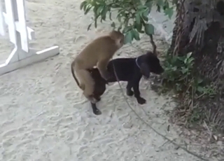 Monkey fucking a dog's asshole out in the open