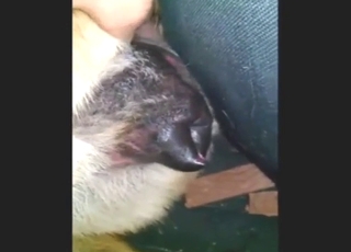 Prstoklad toho zvieraťa, kým nemôže prestať kričať