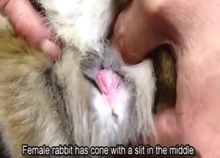 Real fucking craziness with bunny cock, vag