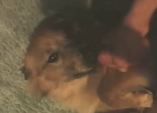 Hot-looking animal is going to worship a nice D