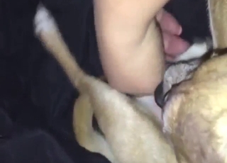 Stroking session with a small dog getting crazy